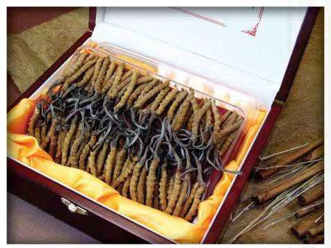 铜鼓冬虫夏草回收